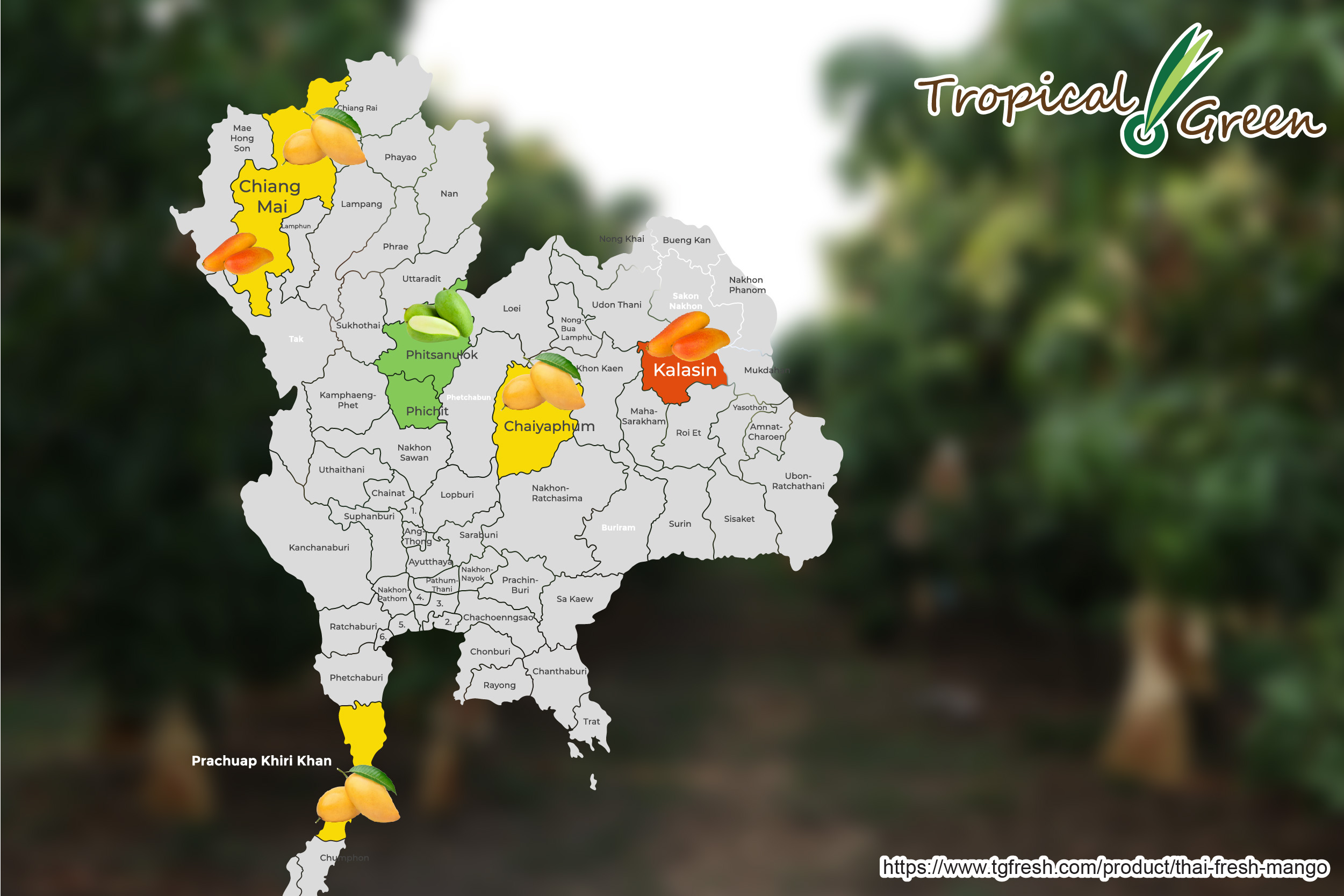 Map of Thailand which shows the locations where each species of mangoes are grown.