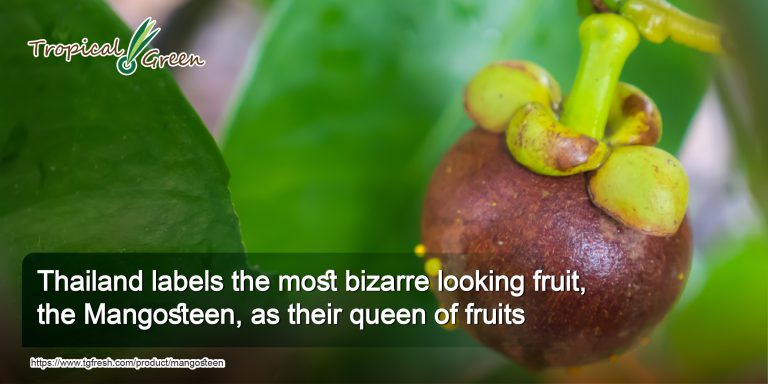 Thailand labels the most bizarre looking fruit, the Mangosteen, as their queen of fruits